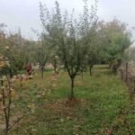 07 Kuća Lisović Ilije I Ivana Trifunovića