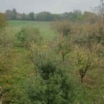 15 Kuća Lisović Ilije I Ivana Trifunovića