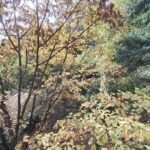 17 Stan Rakovica Janković Stojana